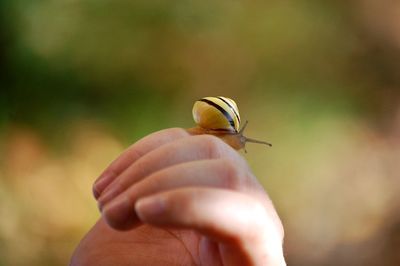 Close-up of insect on hand