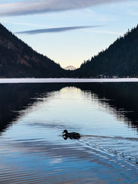 View of ducks swimming in lake