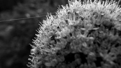 Close-up of dandelion