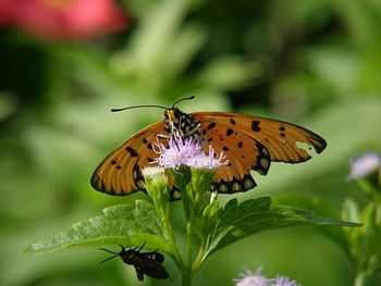 Close-up of butterfly pollinating on flower