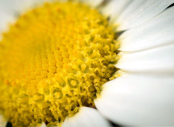 Close-up of yellow flowering plant