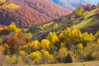 Scenic view of autumn trees in forest