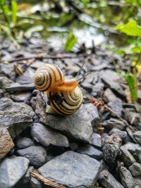 Close-up of snail on rock