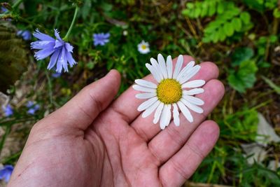 Close-up of hand holding purple flower