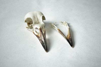 High angle view of an animal