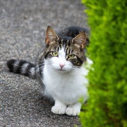 Portrait of cat sitting outdoors