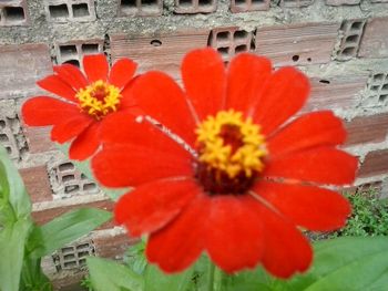 Close-up of red flowers