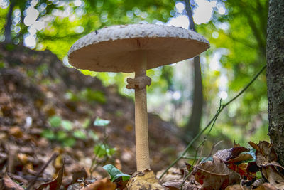 Close-up of mushroom growing on field