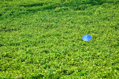 Full frame shot of ball on field