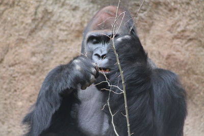 Monkeys in a zoo