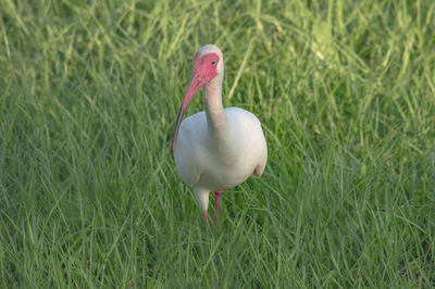 Close-up of duck on field