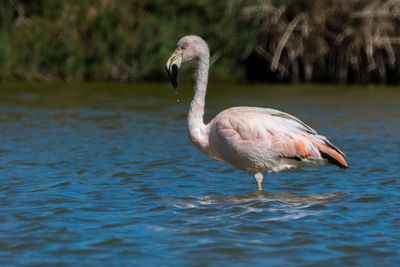 Bird in water