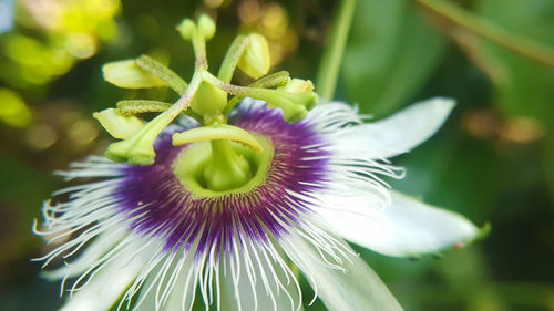 Detail shot of a flower