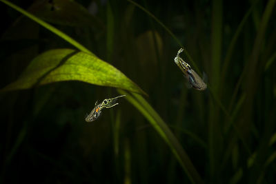 Close-up of poecilia wingei swimming in sea at night