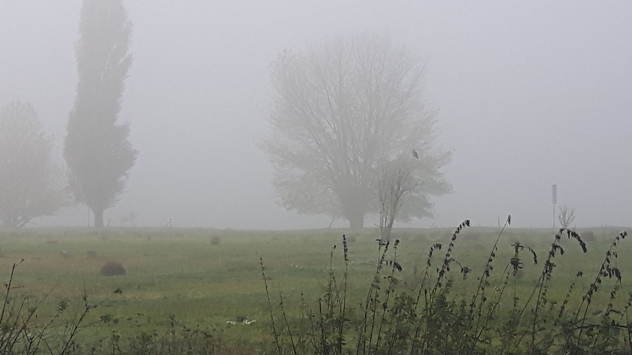 TREE ON FIELD AGAINST SKY