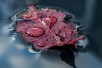 High angle view of wet red leaf floating on water