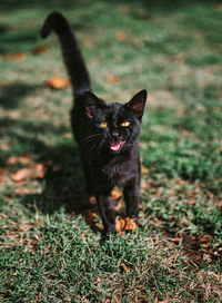 Portrait of black cat on field