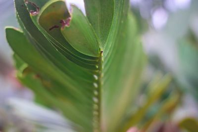 Close-up of green leaf on plant