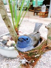 High angle view of bird perching on a land