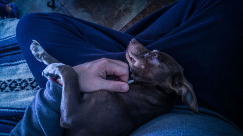 High angle view of dog relaxing on lap