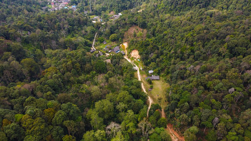 High angle view of road amidst trees in forest