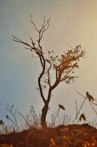 Bare tree on field against sky