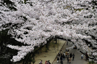 High angle view of cherry blossom tree