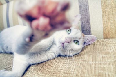 Cat lying on sofa at home