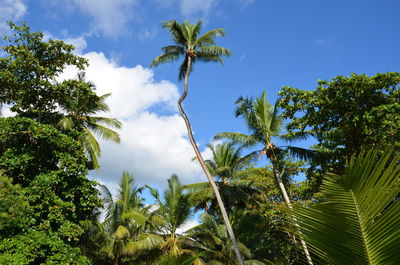 Low angle view of trees against sky