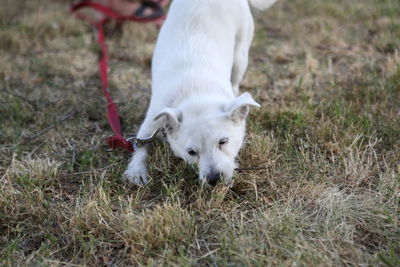 White dog on field