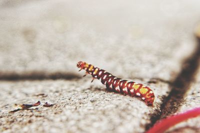 Close-up of insect