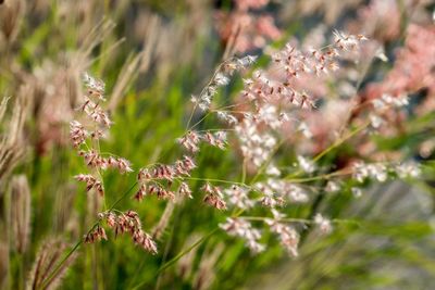 Close-up of flowering plant on field