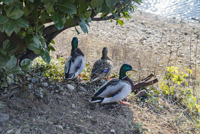 High angle view of birds on field