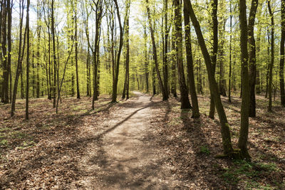 Dirt road amidst trees in forest