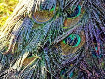 Close-up of tree trunk