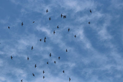 Group of many birds are flying on blue sky