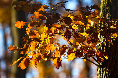 Low angle view of yellow leaves on tree