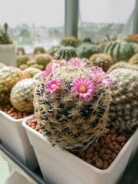 High angle view of cactus flower