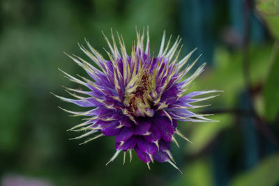 Close-up of honey bee on purple flowering plant