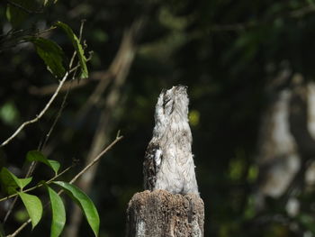 Close-up of lizard on tree