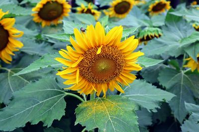 sunflower