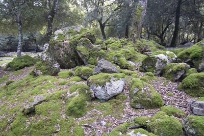 Moss growing on rocks in forest