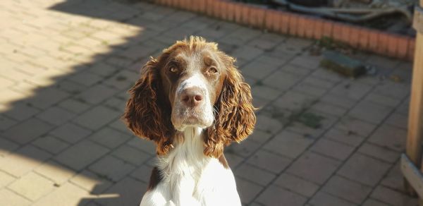 Portrait of dog on footpath