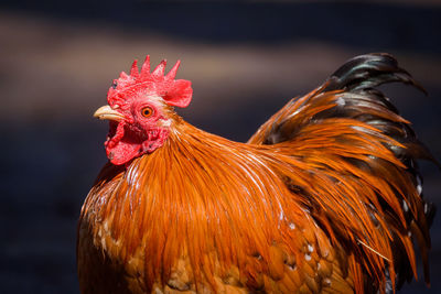 Close-up of rooster