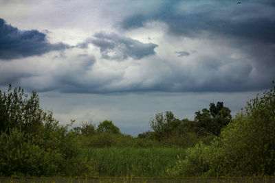 Scenic view of trees on field against sky