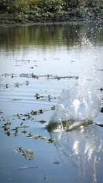 Bird in water