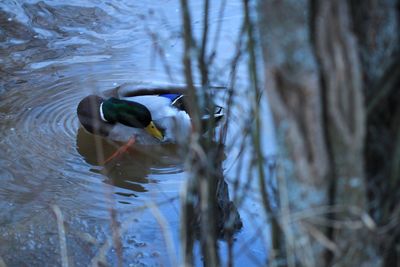 Duck swimming in lake