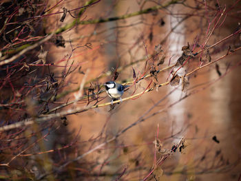 Birds perching on bare tree