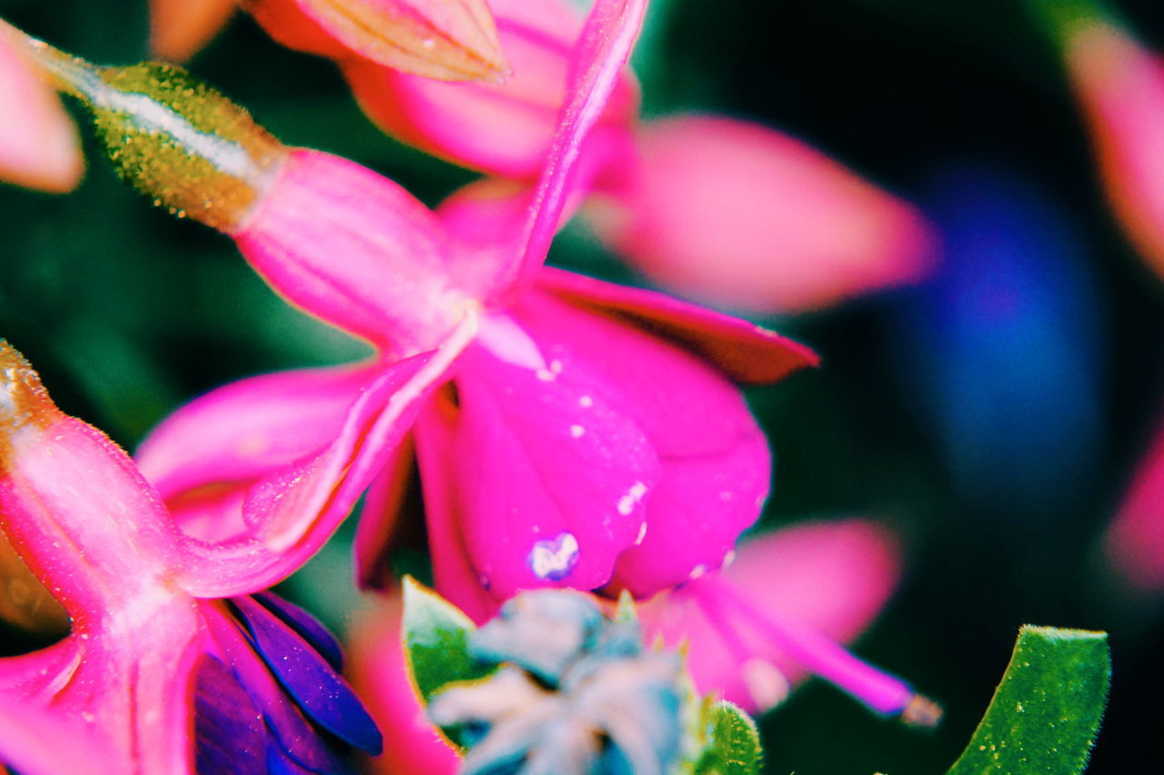 CLOSE-UP OF PINK FLOWERS