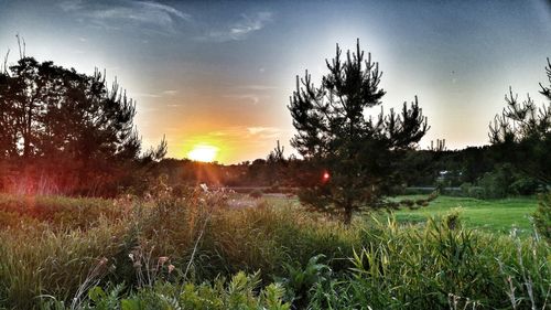 Sun shining through trees on grassy field